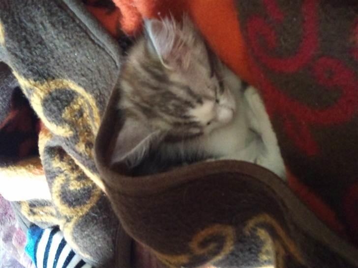 Maine Coon zana mokai billede 5