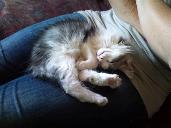 Maine Coon zana mokai billede 6