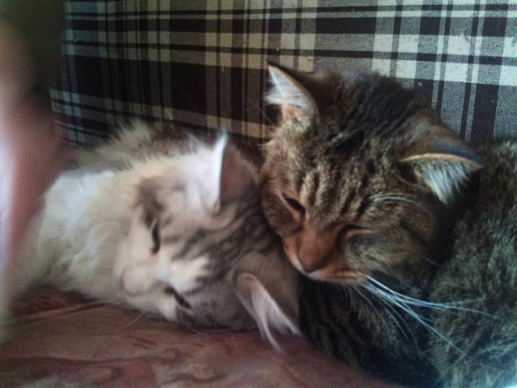 Maine Coon zana mokai billede 7