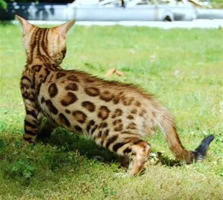 Bengal R.I.P. Captain  billede 16