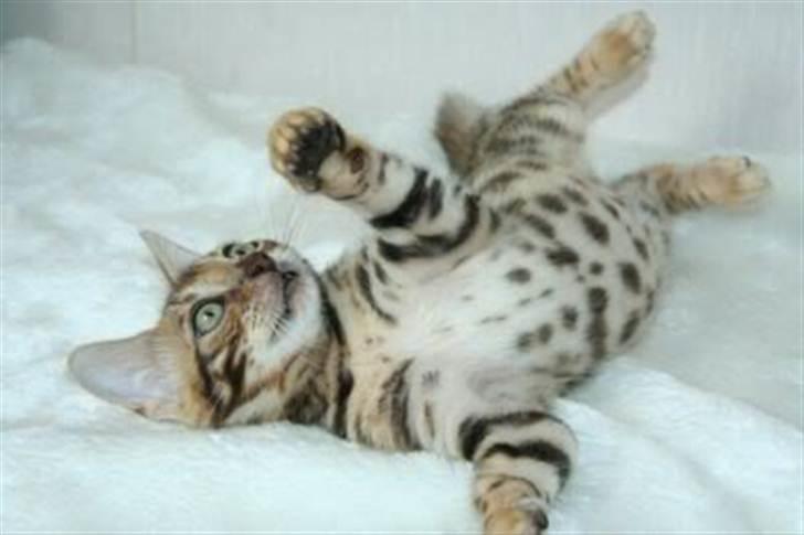 Bengal R.I.P. Captain  billede 17