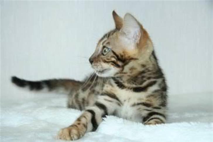 Bengal R.I.P. Captain  billede 18