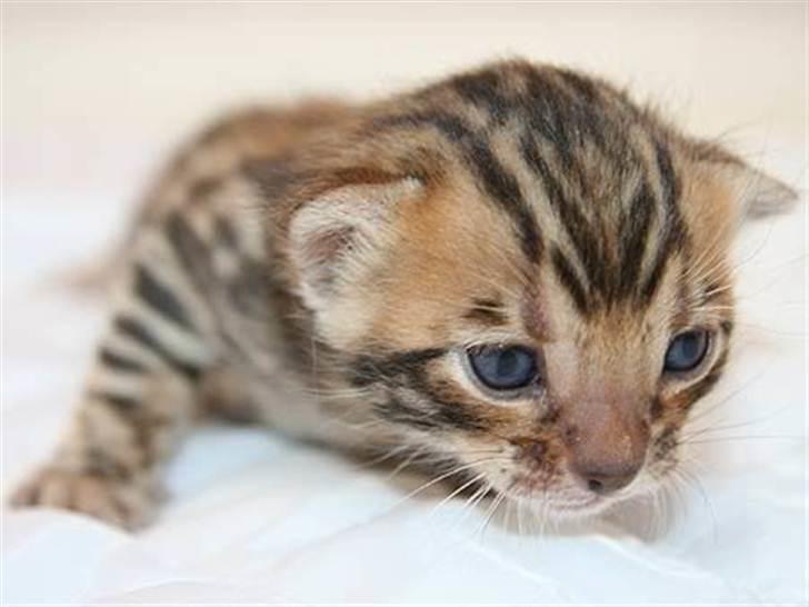 Bengal R.I.P. Captain  billede 19