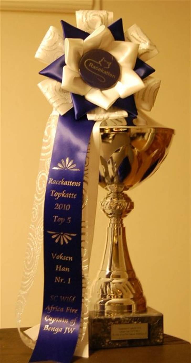 Bengal R.I.P. Captain  billede 20