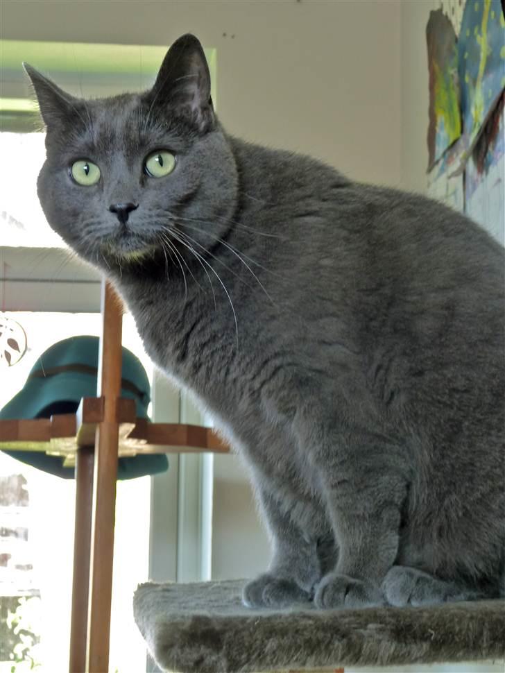 Huskat Lulu - Taget på Lulus 3års dag :D billede 4