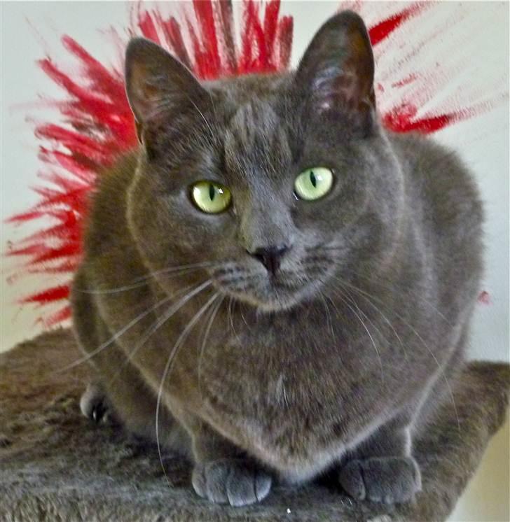 Huskat Lulu - Taget på Lulus 3års dag billede 5