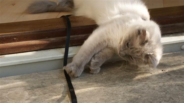 Ragdoll Eigil billede 5