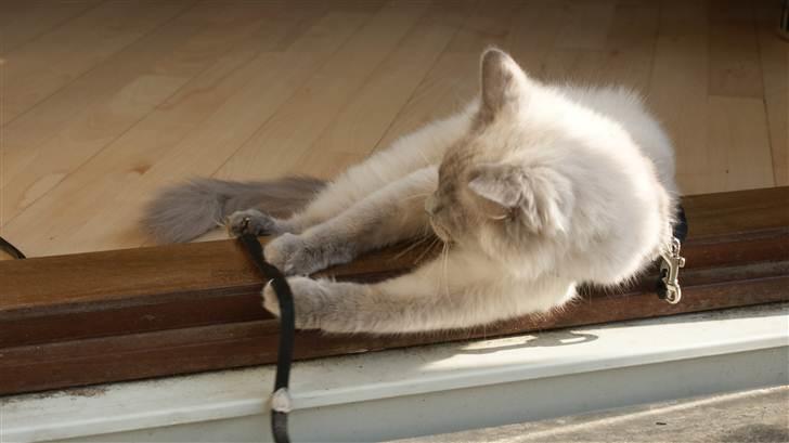 Ragdoll Eigil billede 6