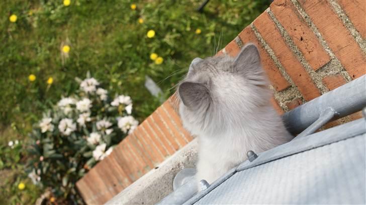 Ragdoll Eigil - Chekker lige underboen ud.. - Han HAR sele på.! :) billede 7