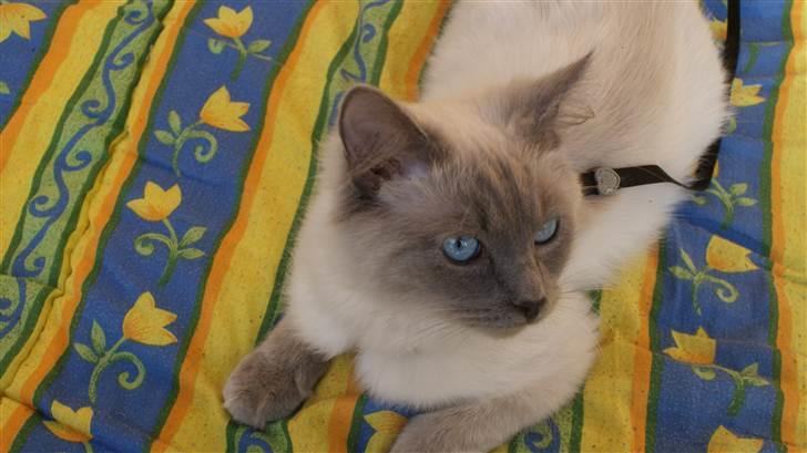 Ragdoll Eigil billede 8