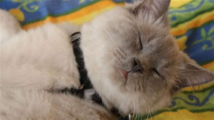 Ragdoll Eigil - Dobbelthagen :) billede 9