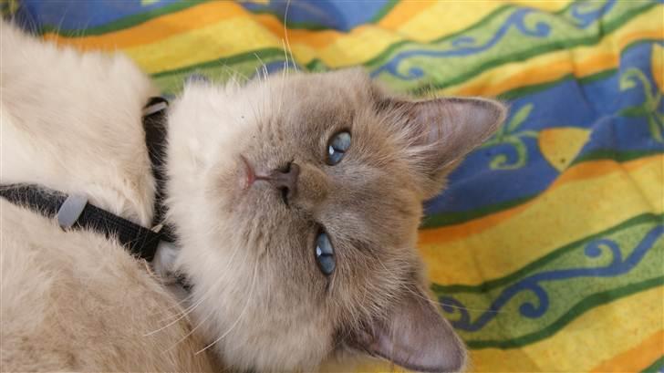 Ragdoll Eigil billede 10
