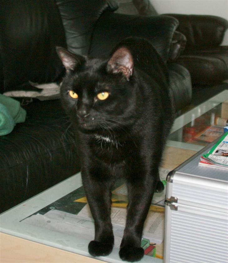 Huskat Bølle - Opmærksom kat billede 20