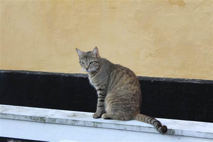 Huskat FredeBo's Mislinn - sidder lige og nyder solen ;) billede 9
