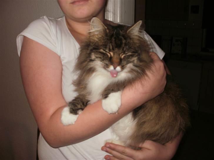 Norsk Skovkat Klara billede 6