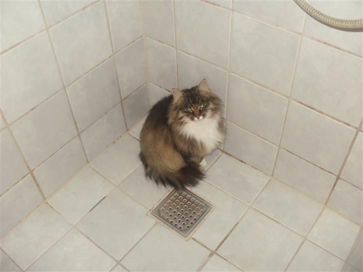 Norsk Skovkat Klara billede 7