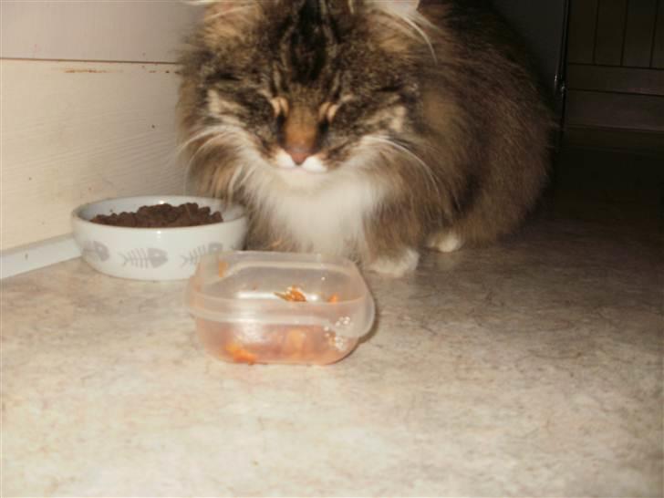 Norsk Skovkat Klara billede 8