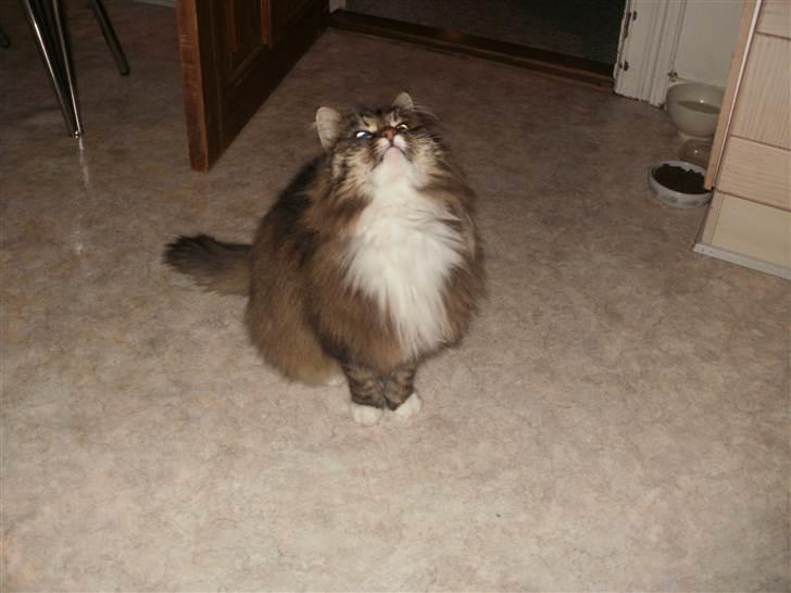 Norsk Skovkat Klara billede 9