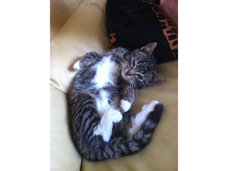 Huskat Olivia ( R.I.P )  billede 1