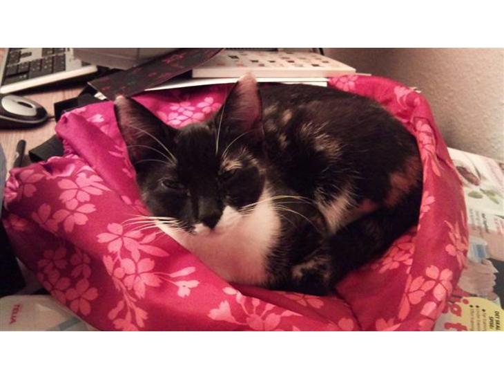 Huskat Cleo billede 1