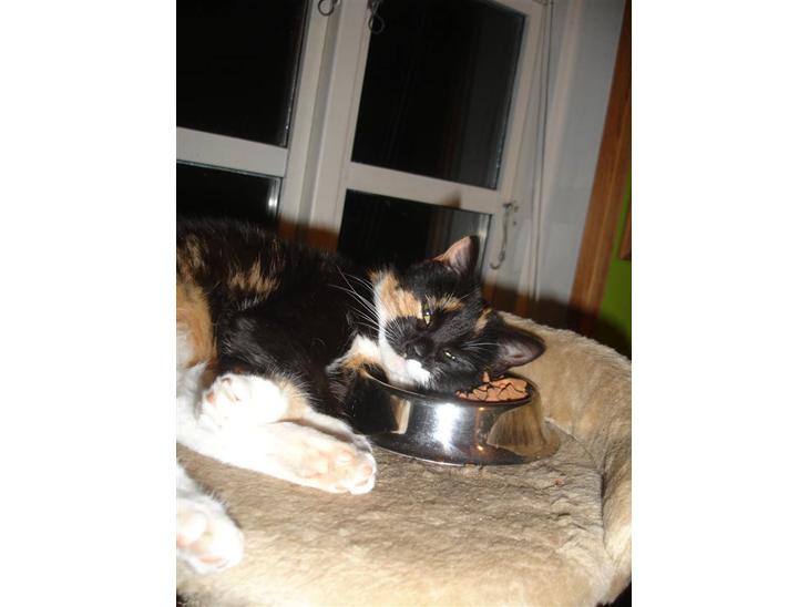 {{currentPhoto.altText}} billede {{currentPhoto.number}}