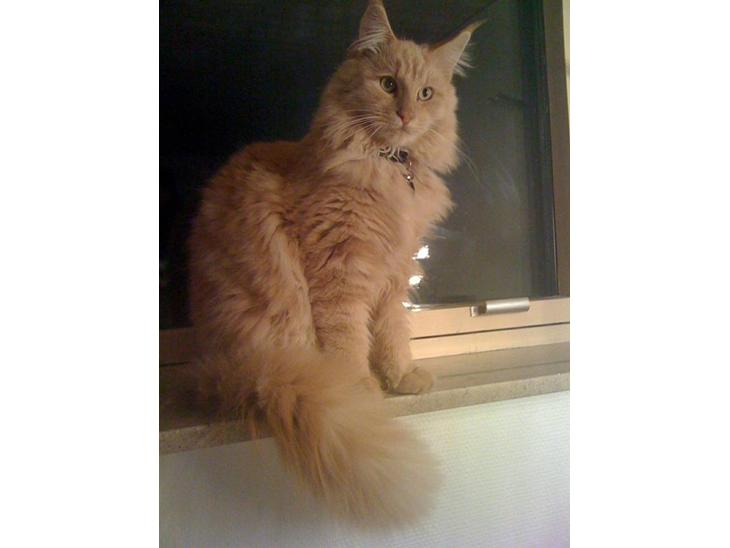 Maine Coon Pipper - Pipper tilbydes til parring billede 1
