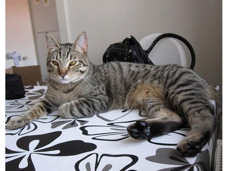 {{currentPhoto.altText}} billede {{currentPhoto.number}}