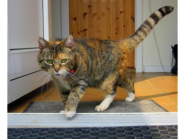 {{currentPhoto.altText}} billede {{currentPhoto.number}}