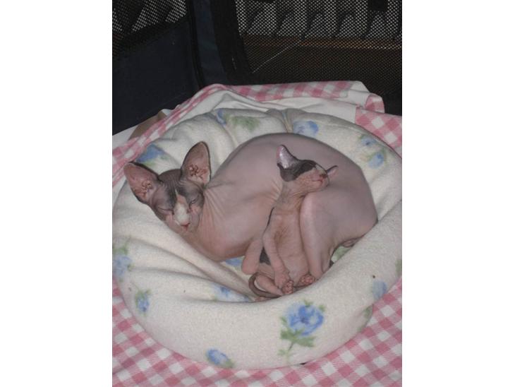 Sphynx bulldog aka nudivines a polkadot dream - snupper lige en lur på min mor billede 1