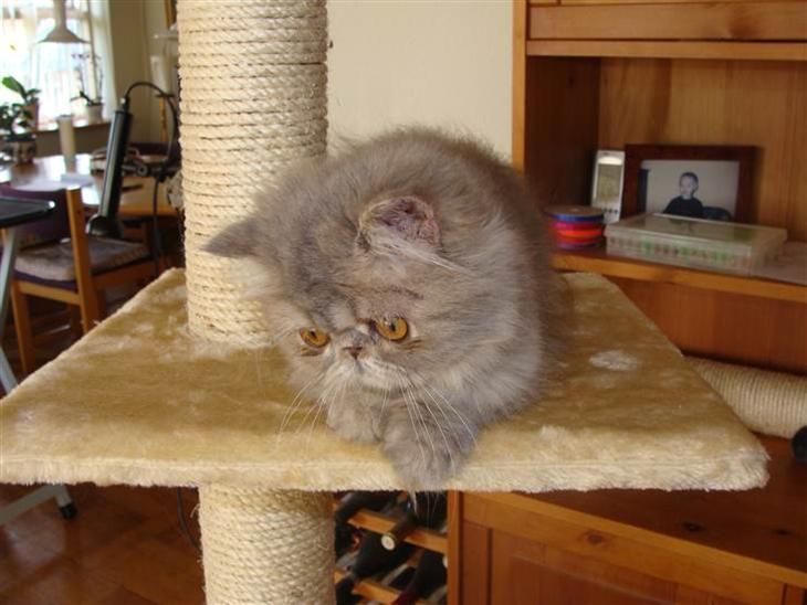 {{currentPhoto.altText}} billede {{currentPhoto.number}}