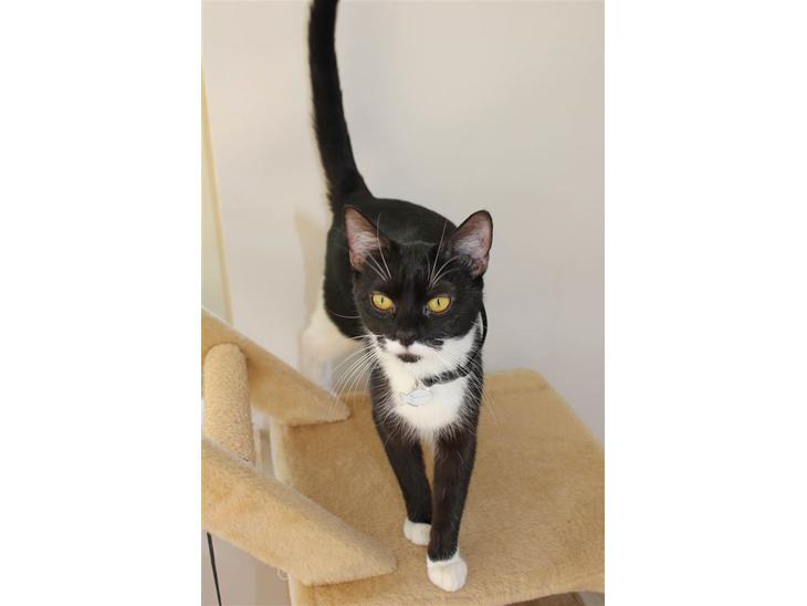 Blanding af racer Diva - Miss Diva billede 1