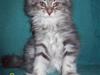 Maine Coon DK Annbas Sylvester