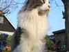 Maine Coon Tiger