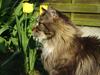 Maine Coon Tabby