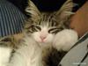 Blanding af racer /Maine Coon Fiona
