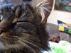 Maine Coon Ludo