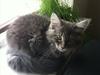 Maine Coon Miv