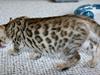 Bengal Miss Dior