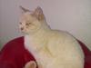 British Shorthair Celia