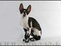 Cornish Rex Neron Noksas*LT