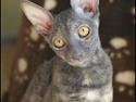Cornish Rex Lucca Noksas*LT