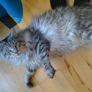 Maine Coon Dolce