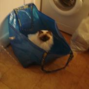 Hellig Birma Chokoladebollen