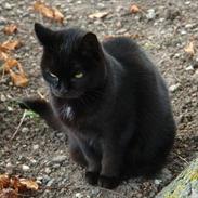 Huskat Missemor (Mullimush)