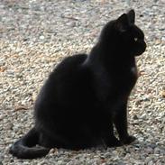 Huskat Missemor (Mullimush)