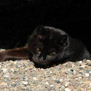 Huskat Missemor (Mullimush)