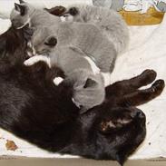 Huskat Missemor (Mullimush)