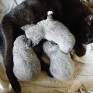 Huskat Missemor (Mullimush)