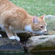 Blanding af racer ~ Aske <3