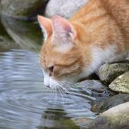 Blanding af racer ~ Aske <3